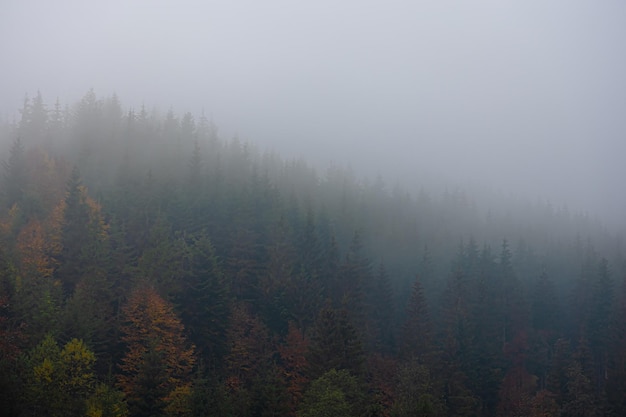 阿尔宾娜属于什么档次的车